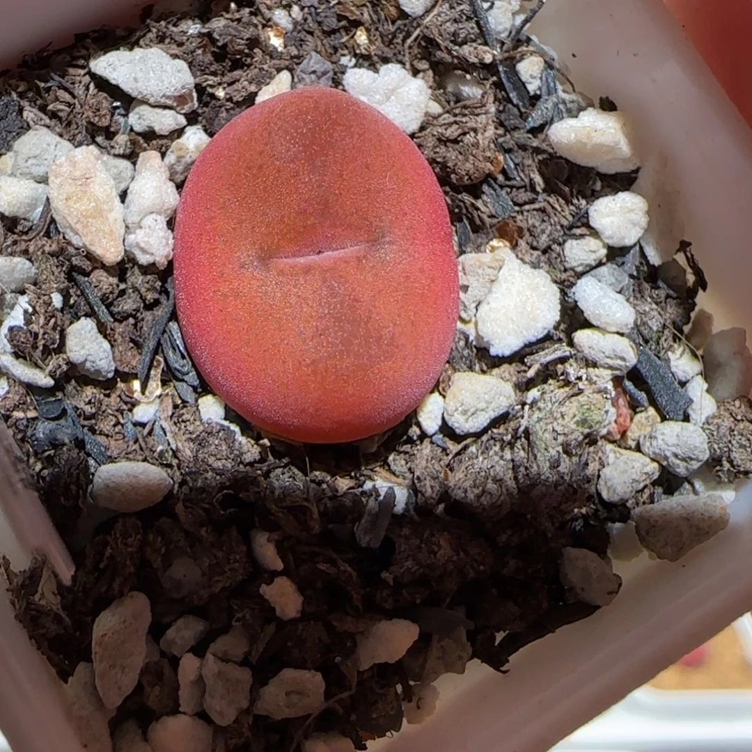 微木园艺多肉-水蜜桃福利606