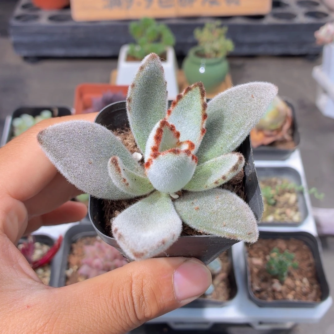 月兔耳多肉9.9包邮发货