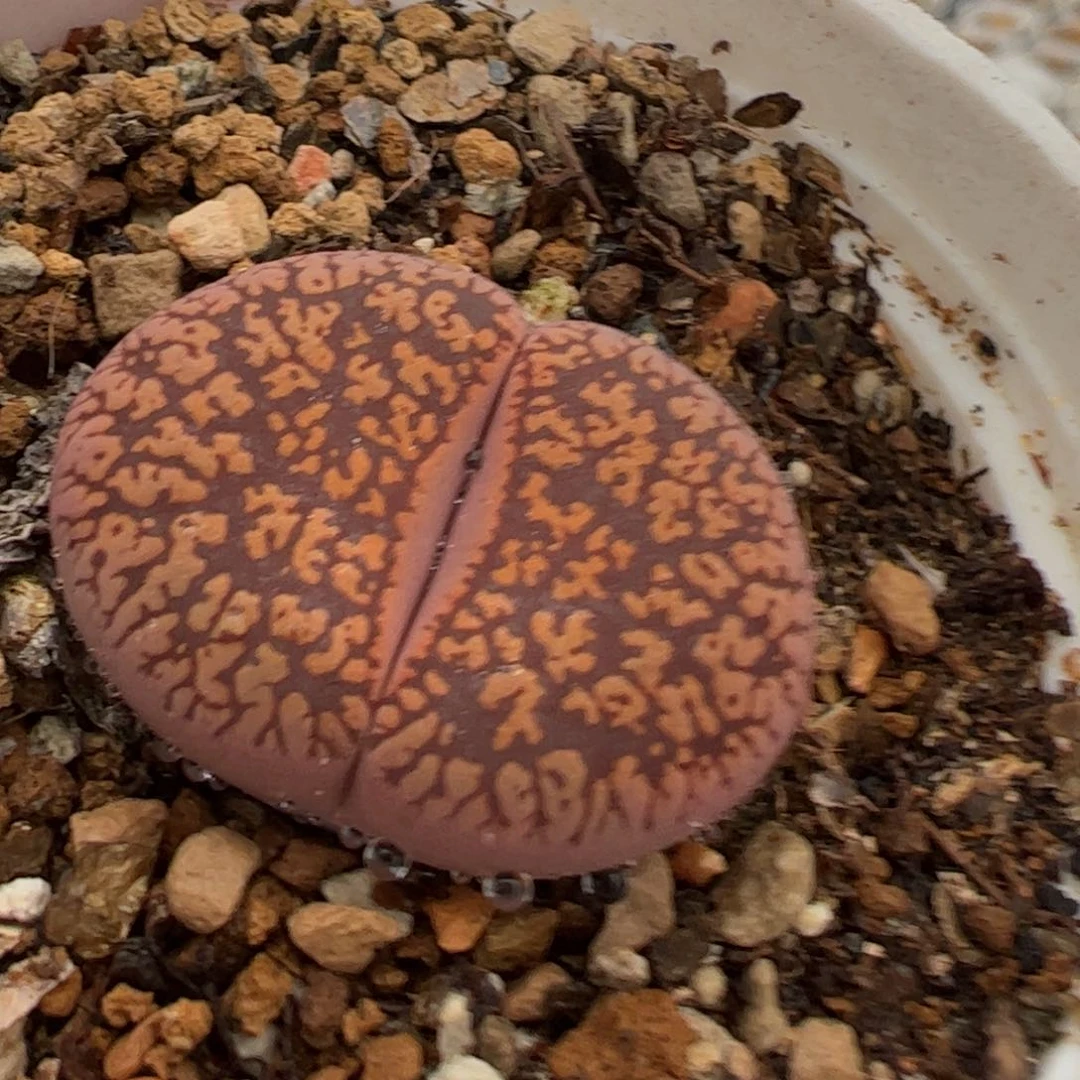 特价多肉植物百科254