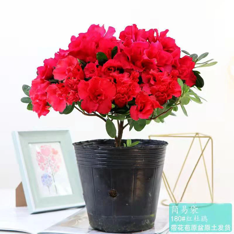 红色杜鹃盆栽绿植花卉室内