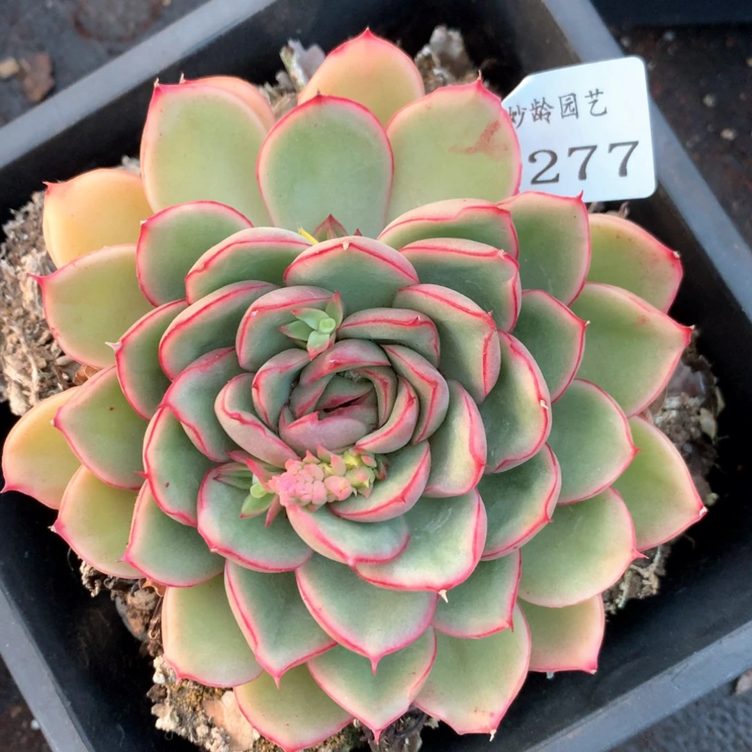 3277杂交多肉植物