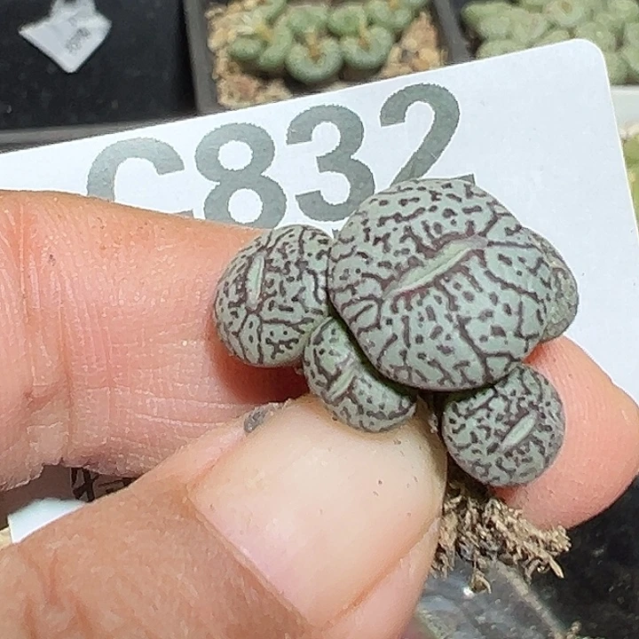 832号特价墨小锥和蓝光