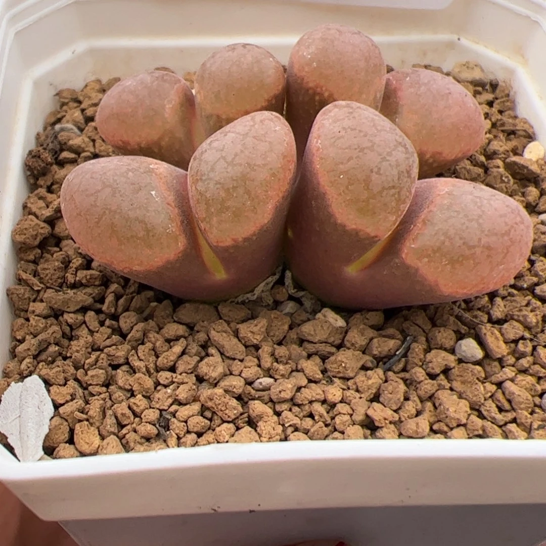 0156号 1808.4超蛋多肉植物