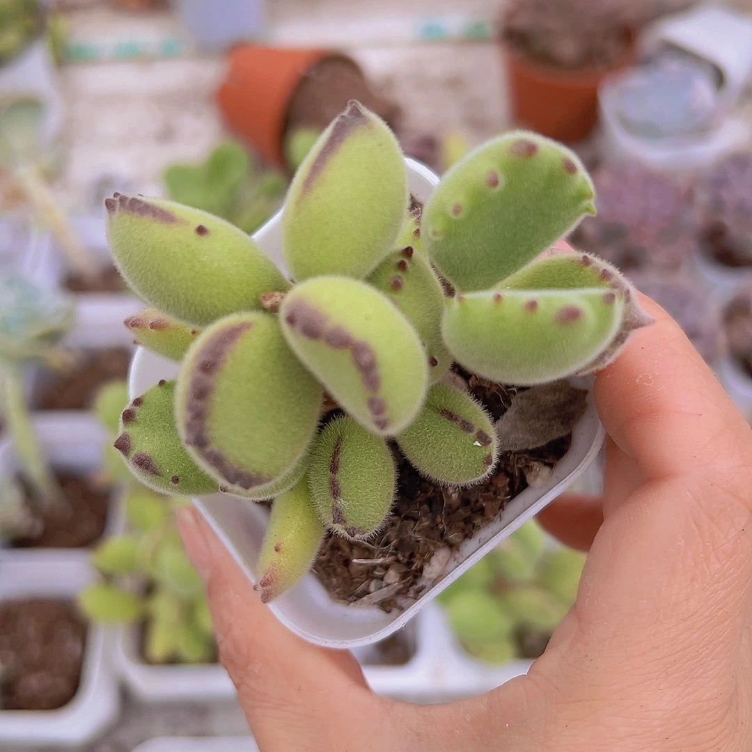 绿熊19包邮多肉植物