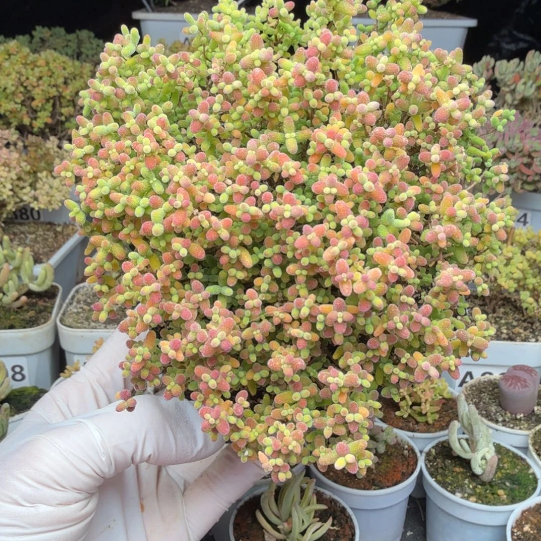 A777蜜橘糖球整点半价福利