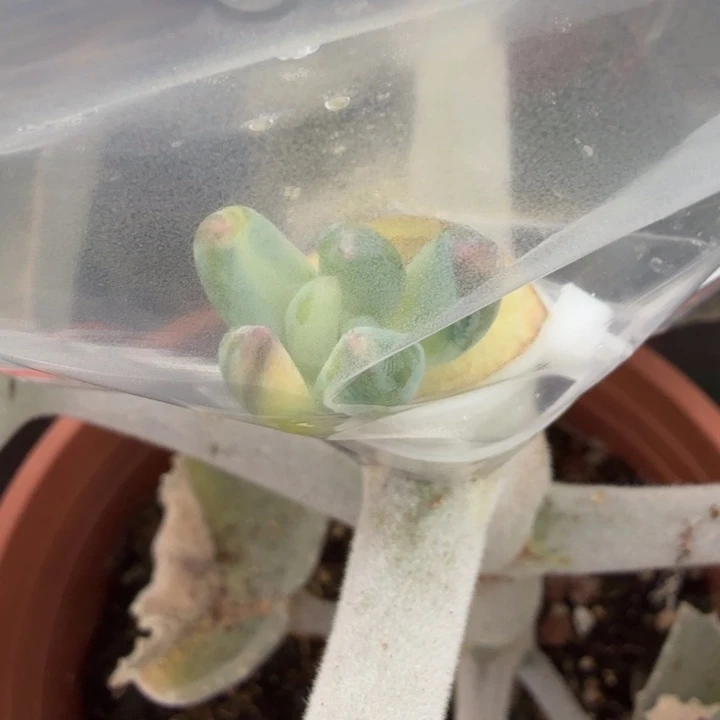 紫丽殿锦拉丝花脸锦