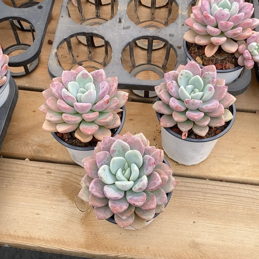 花班鹿单头 福利多多