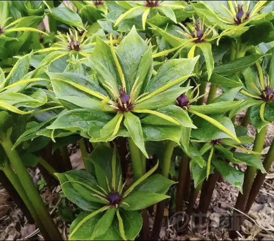 【重楼～七叶一枝花】云南腾冲专业重楼种植基地直发