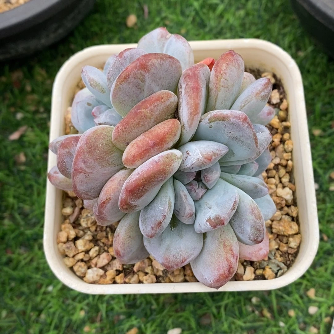 星影石化4头非偏远包邮