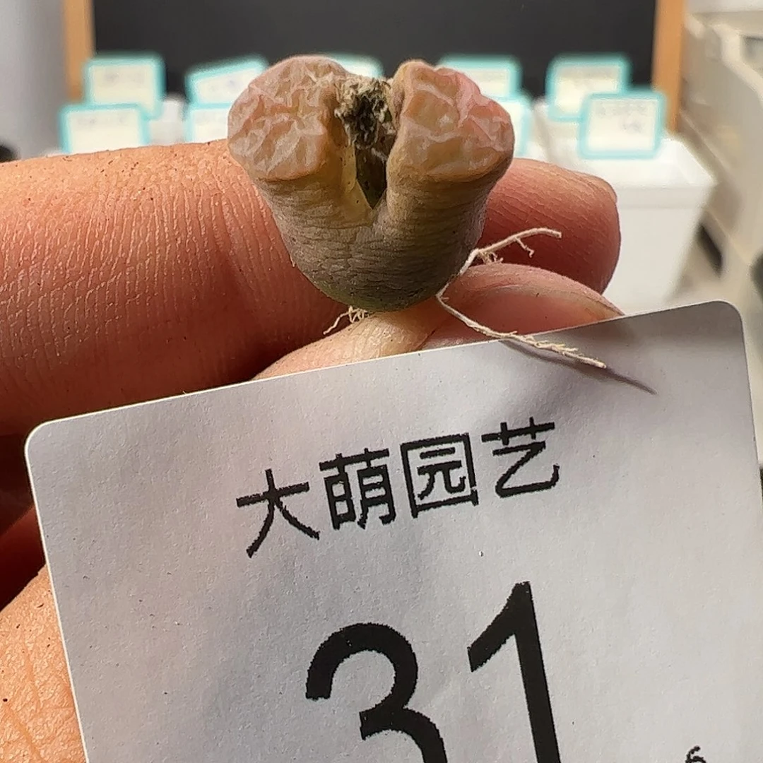 000031 一物一拍……