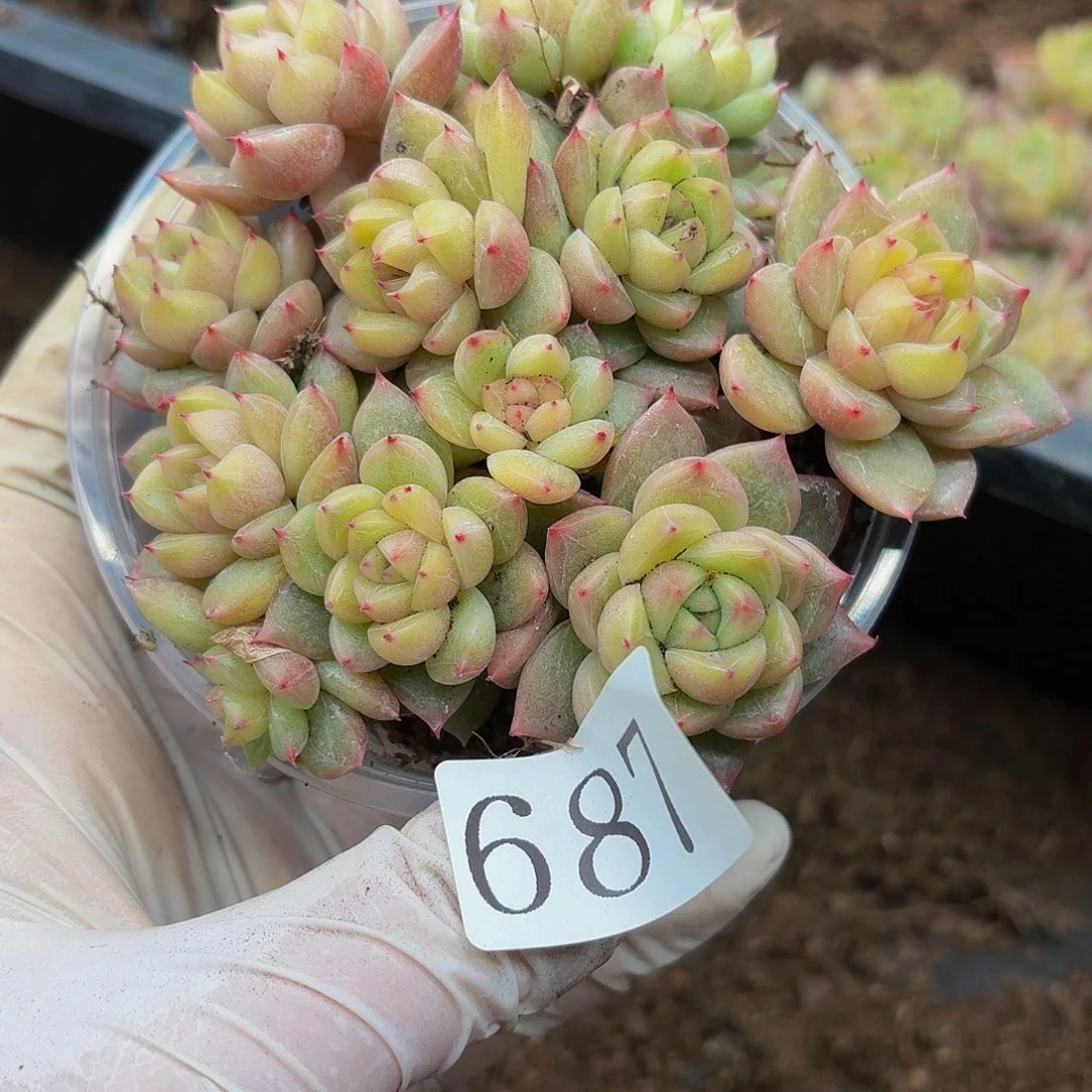 多肉植物多肉植物687