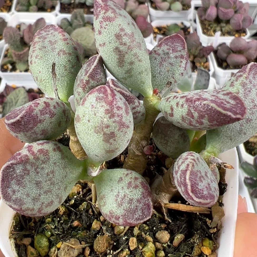 w艾薇多肉植物水泡