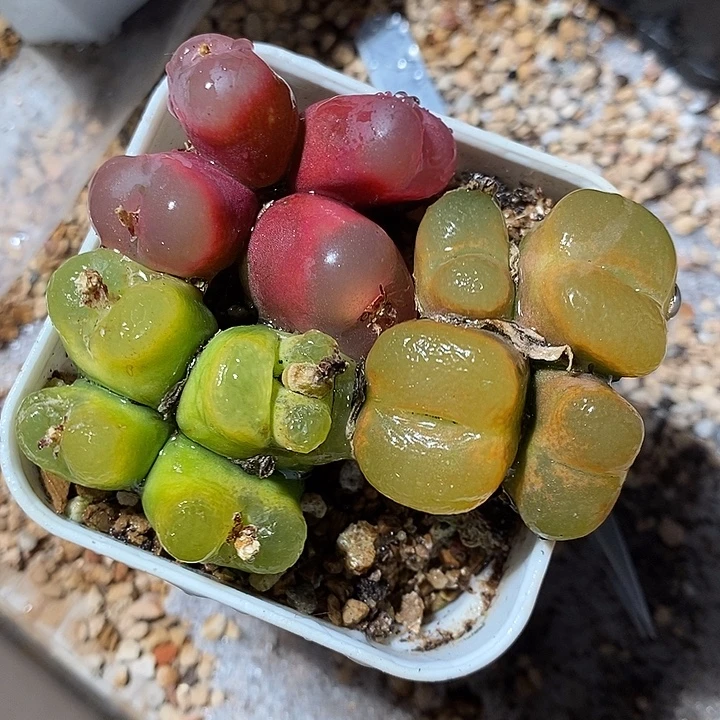 5343。   一组蟠桃。    周正四头。