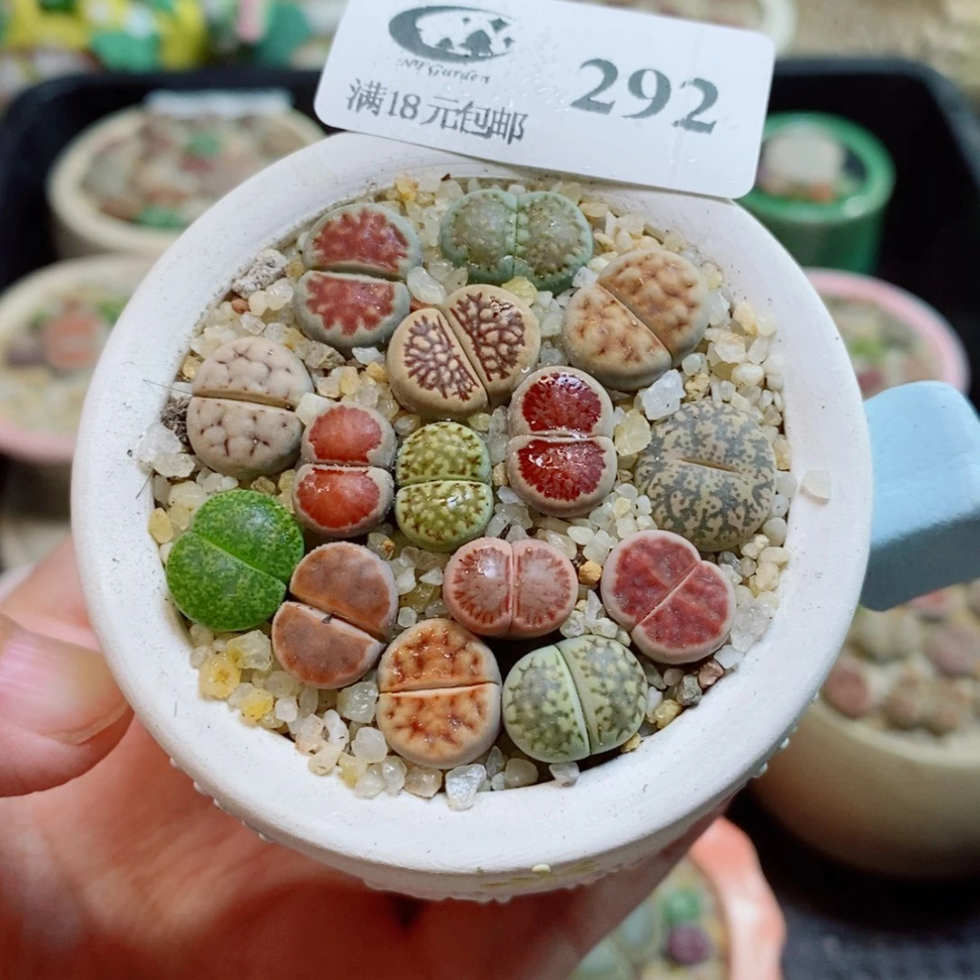 生石花花花花开了292