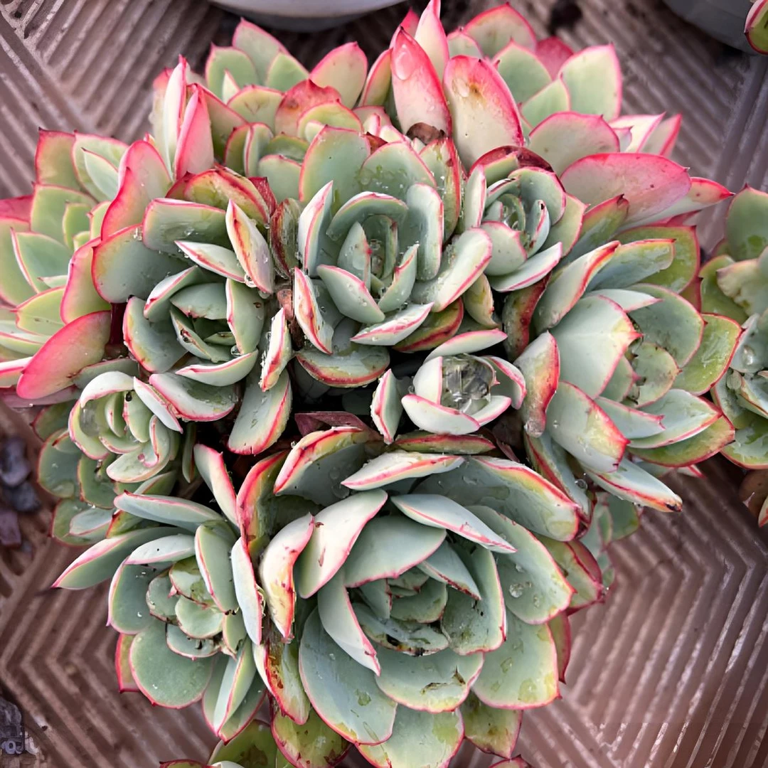 牡丹亭大群生:好养的多肉植物适合新手种植阳台盆栽绿植