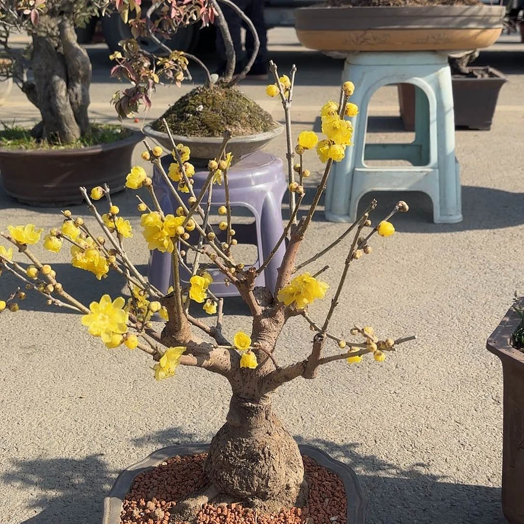 无花朵腊梅盆景盆栽植物