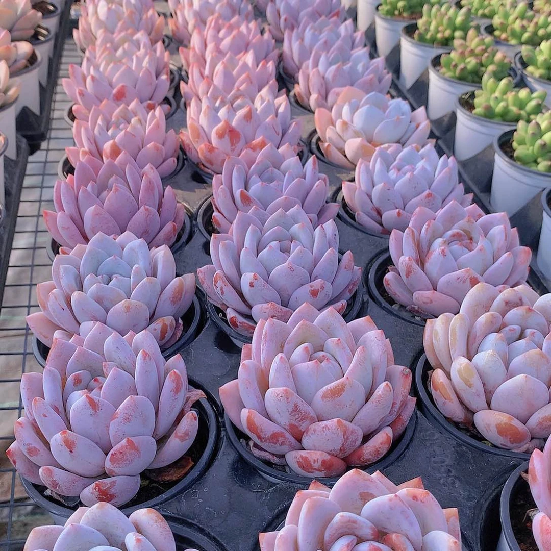 嫦娥24566788999900