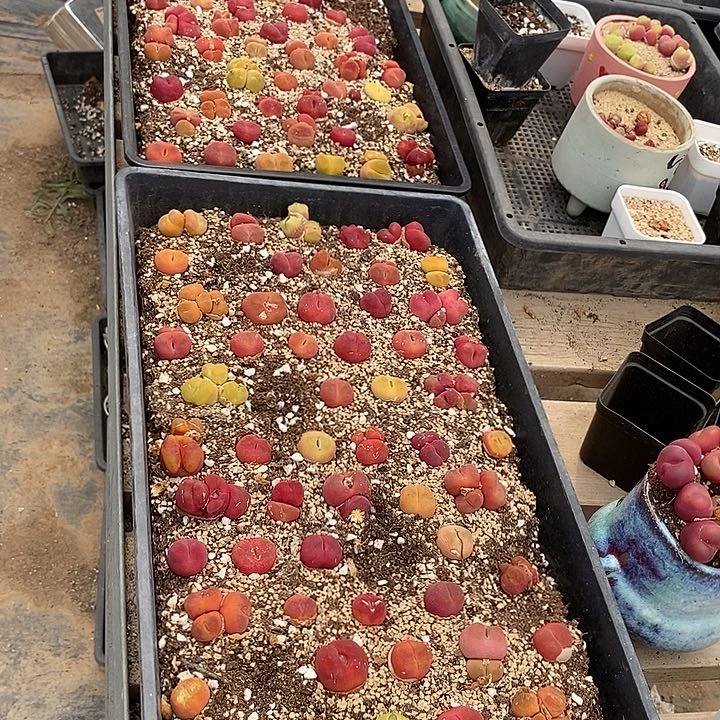 ✢****✢20570一组两筐