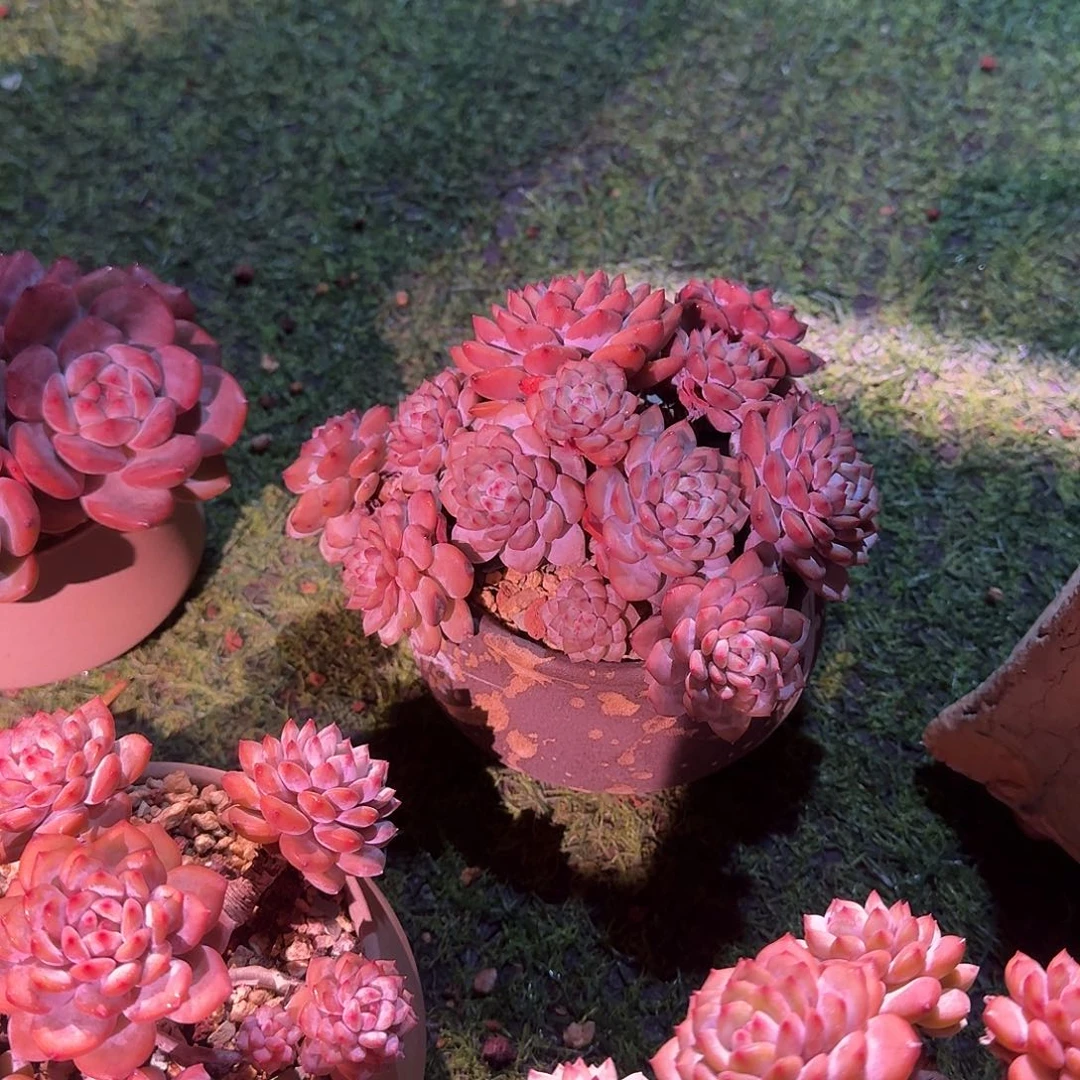 一***～星星橙一颗带盆发货