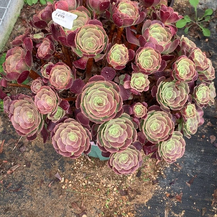 水***青1498欧紫多肉植物特价