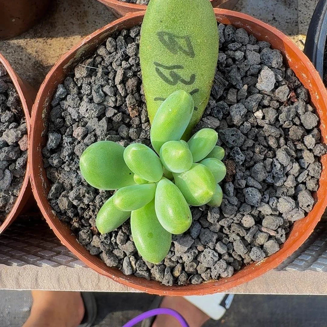芭比亚 叶插 一物一拍