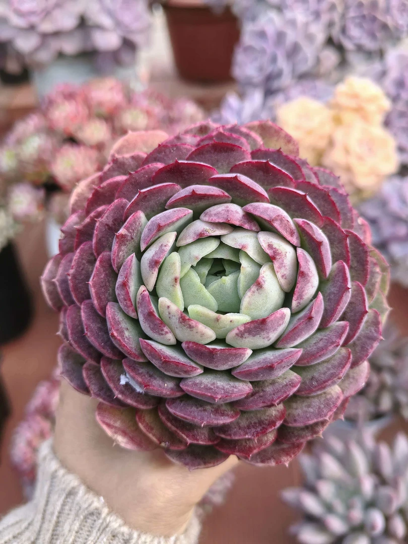 【朱砂痣】带盆发货   阳台好养盆栽露养多肉绿植