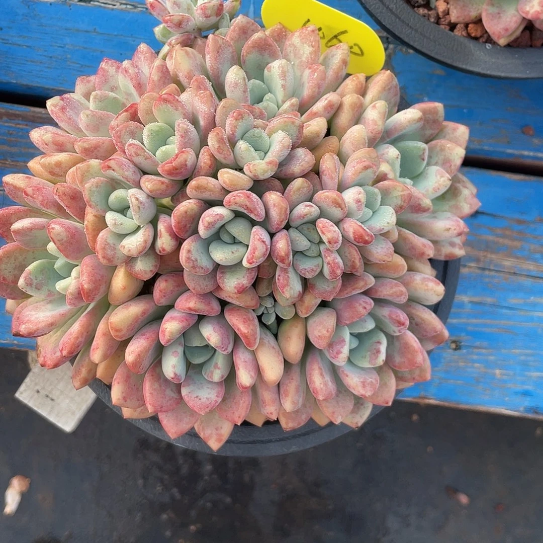星***星花斑鹿群生无砍无摘460