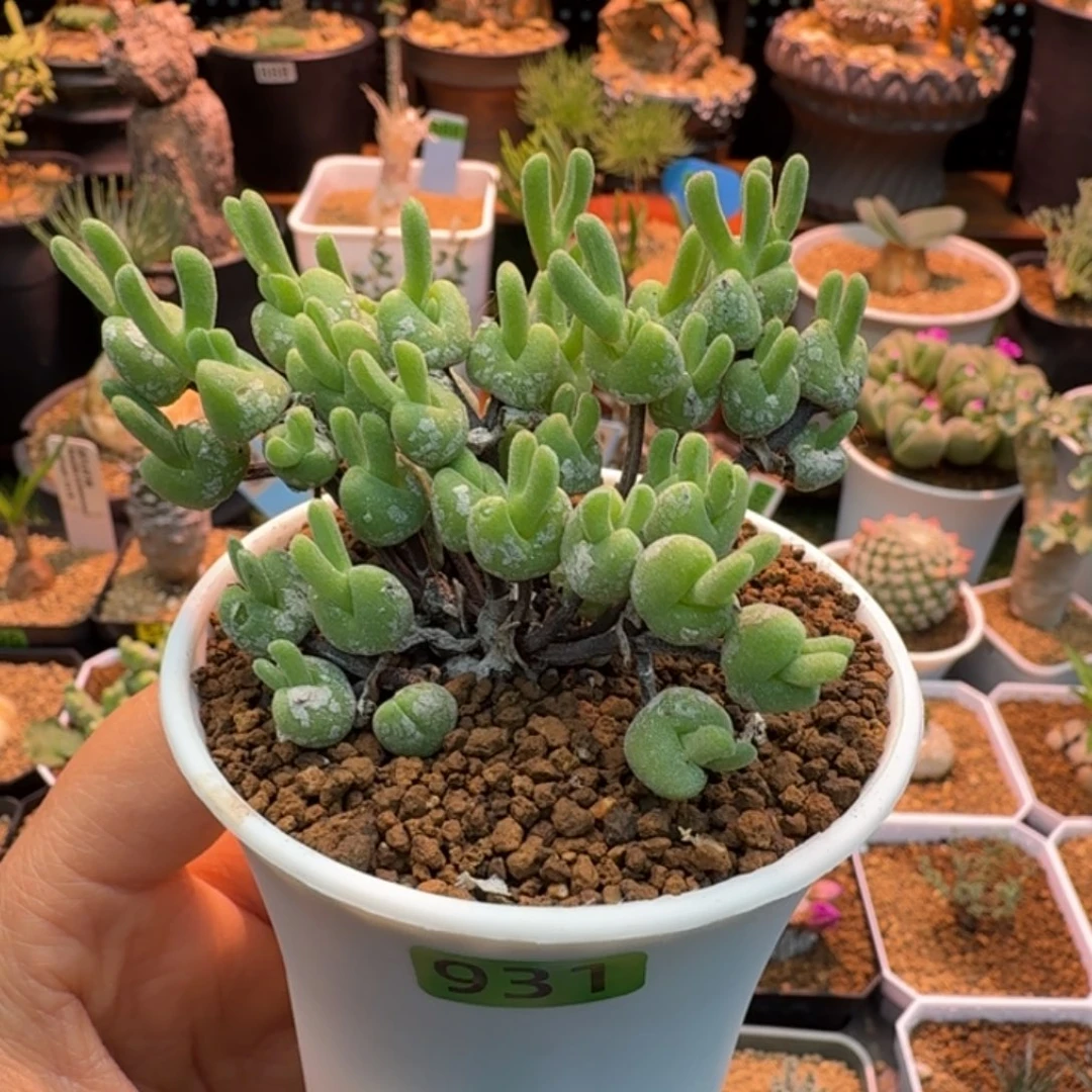 冰糕兔子931 仙人掌