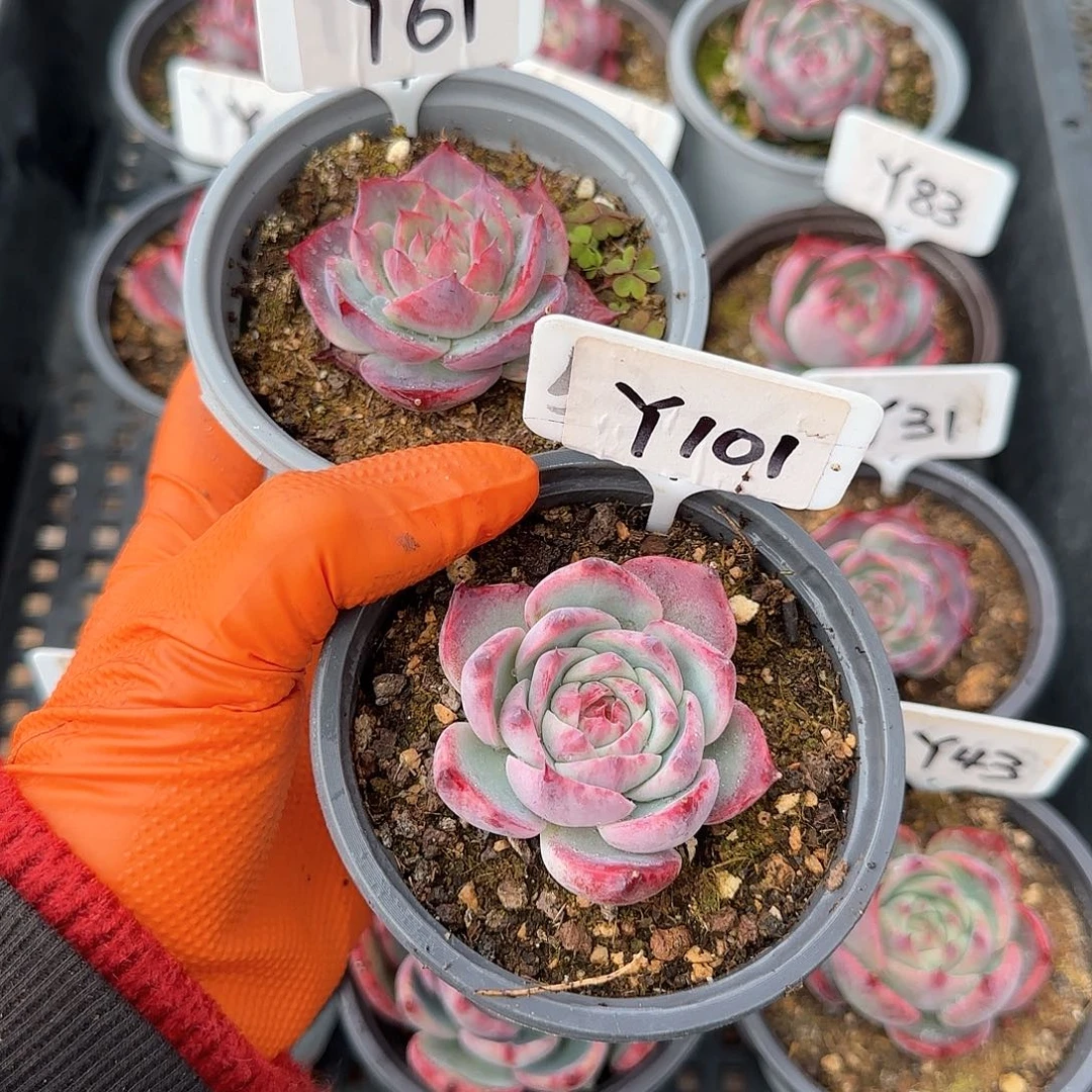 好****油Y61-101惊鸿单头多肉