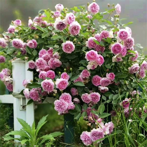 【玛姬婶婶】紫色微型浓香月季花苗 麻吉婶婶 多头勤花 多季开花