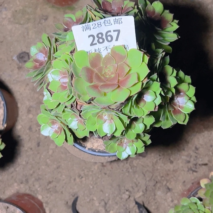 紫***壳2867桃花石多肉植物