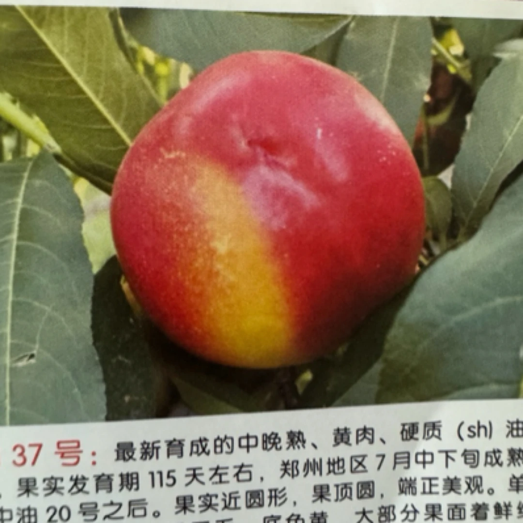 中油37号 SH肉质 7月中下旬成熟