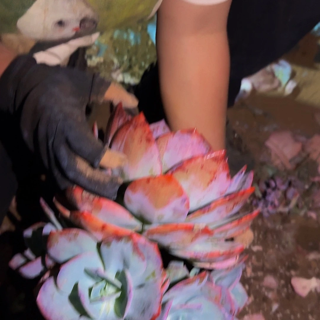 微**徐血凤 一颗 不包损96号