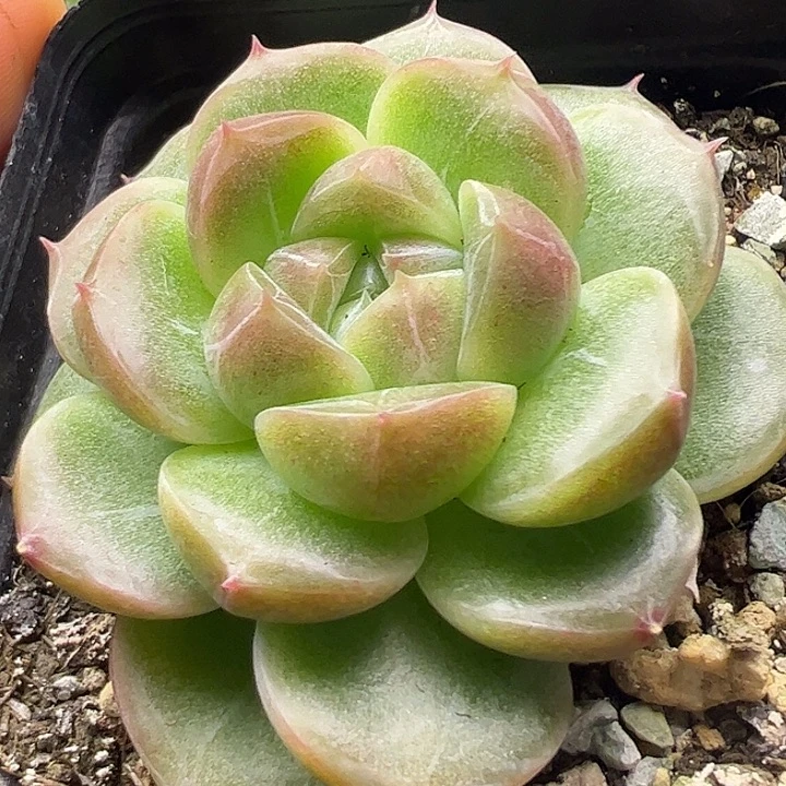 单头珍妮带盆发货1111