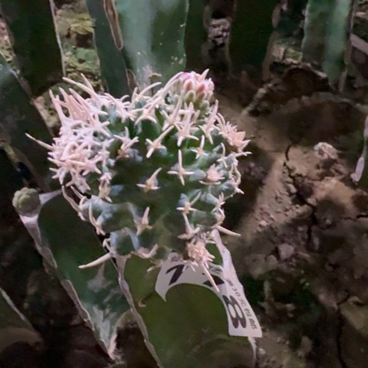 118飞鸟仙人球植物