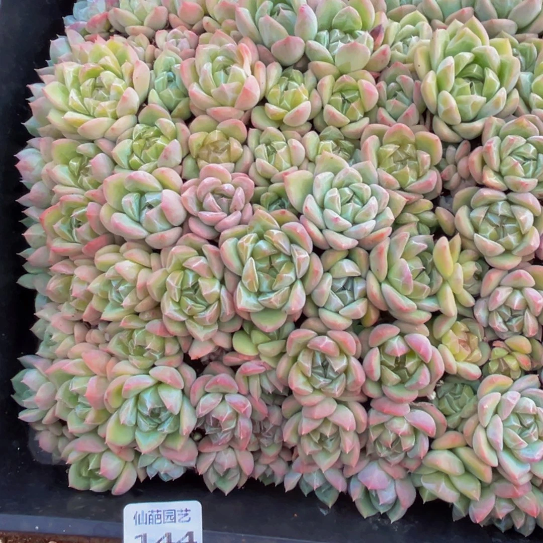 猫***林144的人都是这样的吗