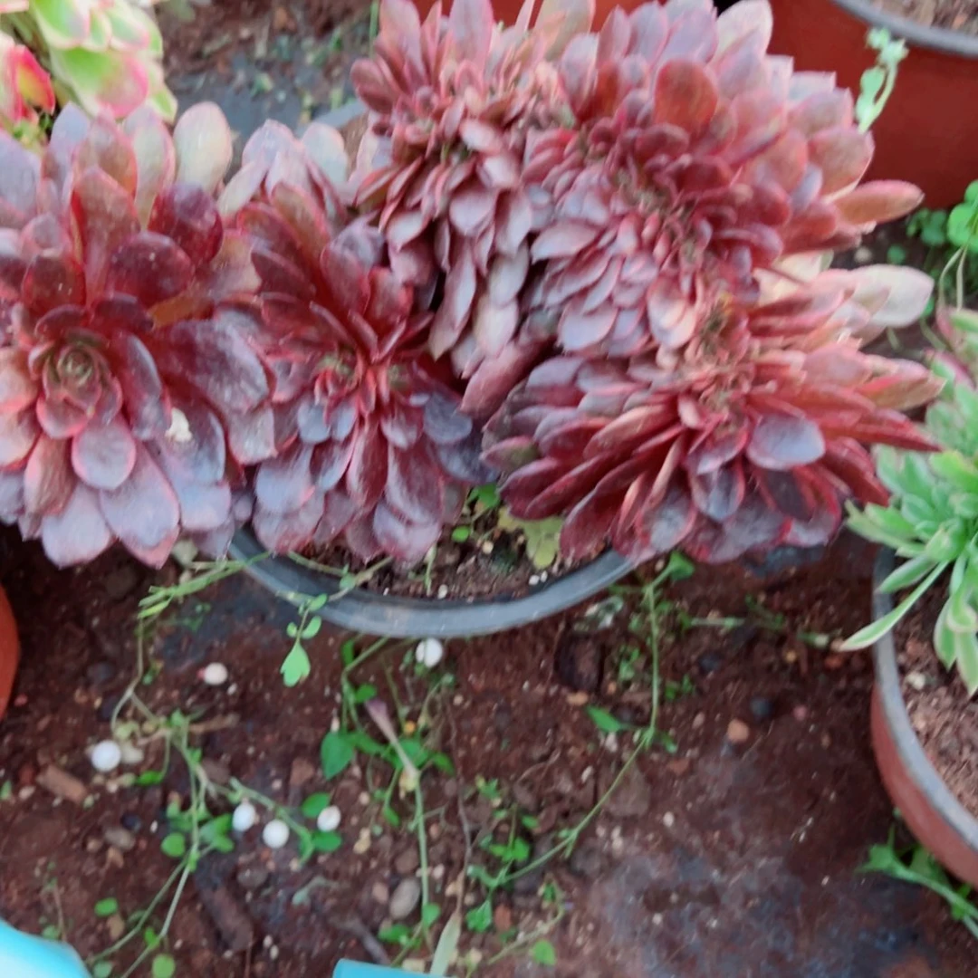 我1475 号多肉法师新年特价