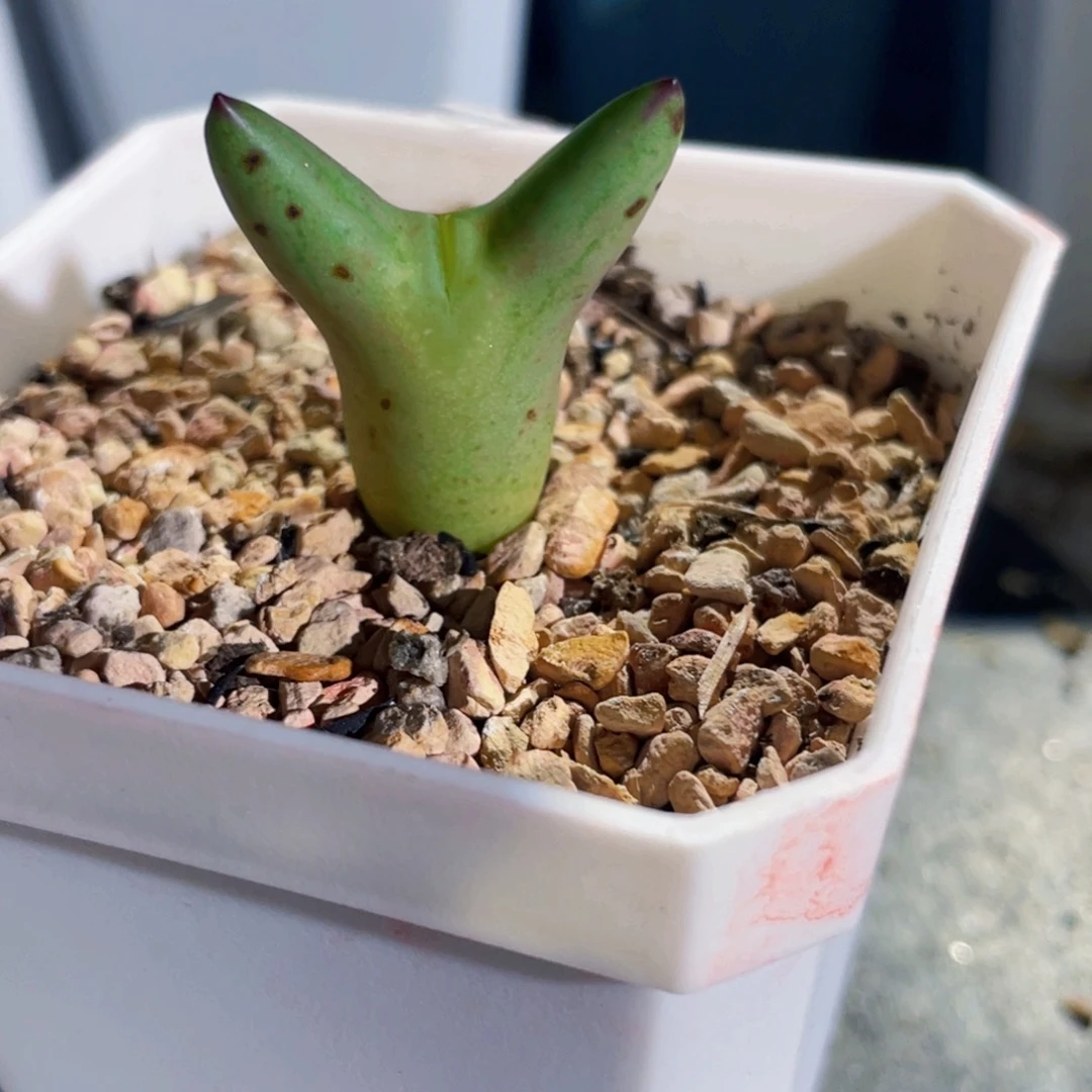 爱***倩皮卡丘植物一物一拍