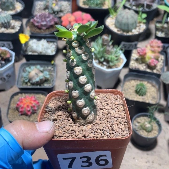 736无刺霸王边大戟