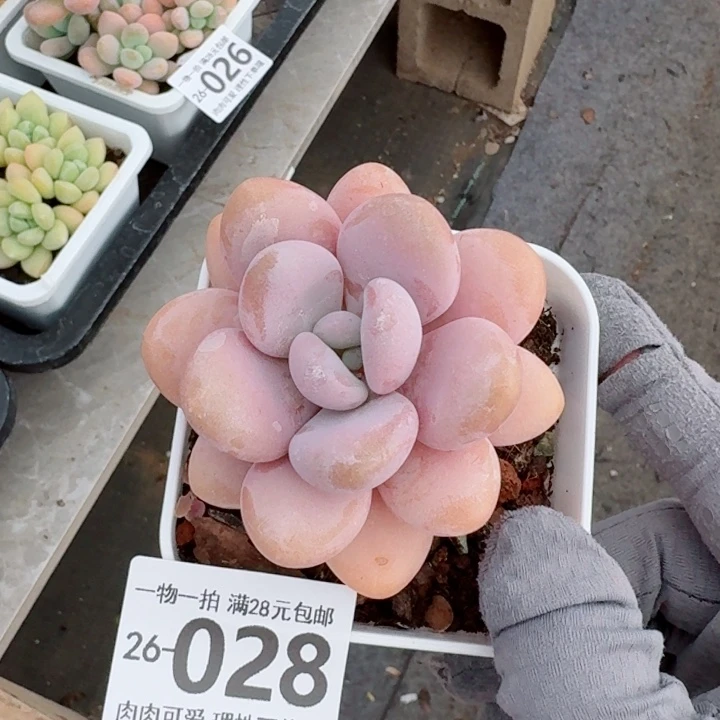 粉兔多肉多肉植物多肉多肉多肉