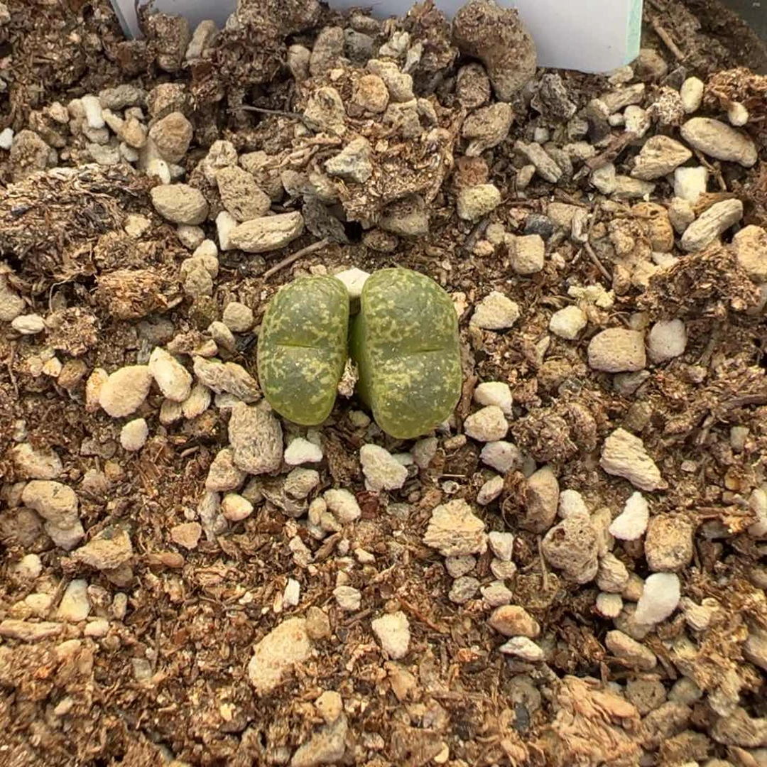 17-25肉锥多肉植物，