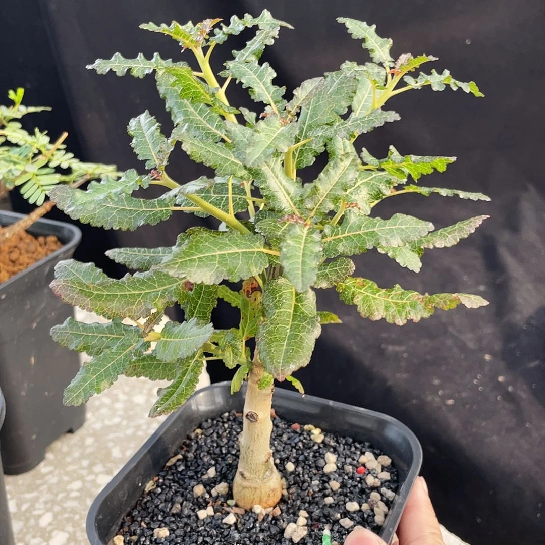 娜娜乳香6666666666666