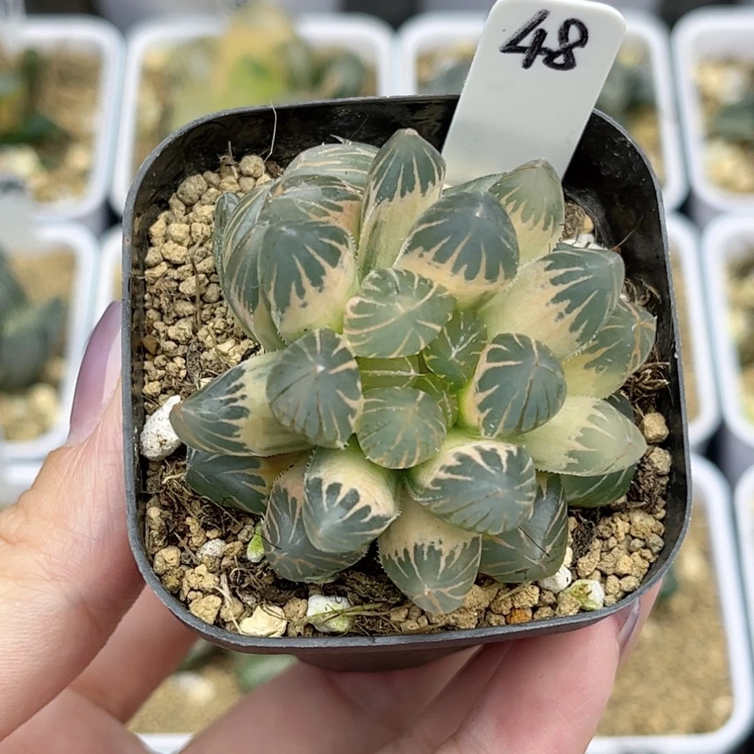 兔****48糊斑龙爪玉露锦