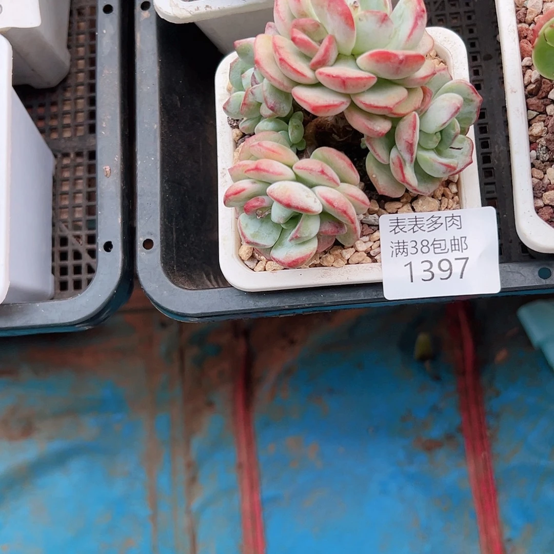 萌***宝多肉一物一拍植物1397
