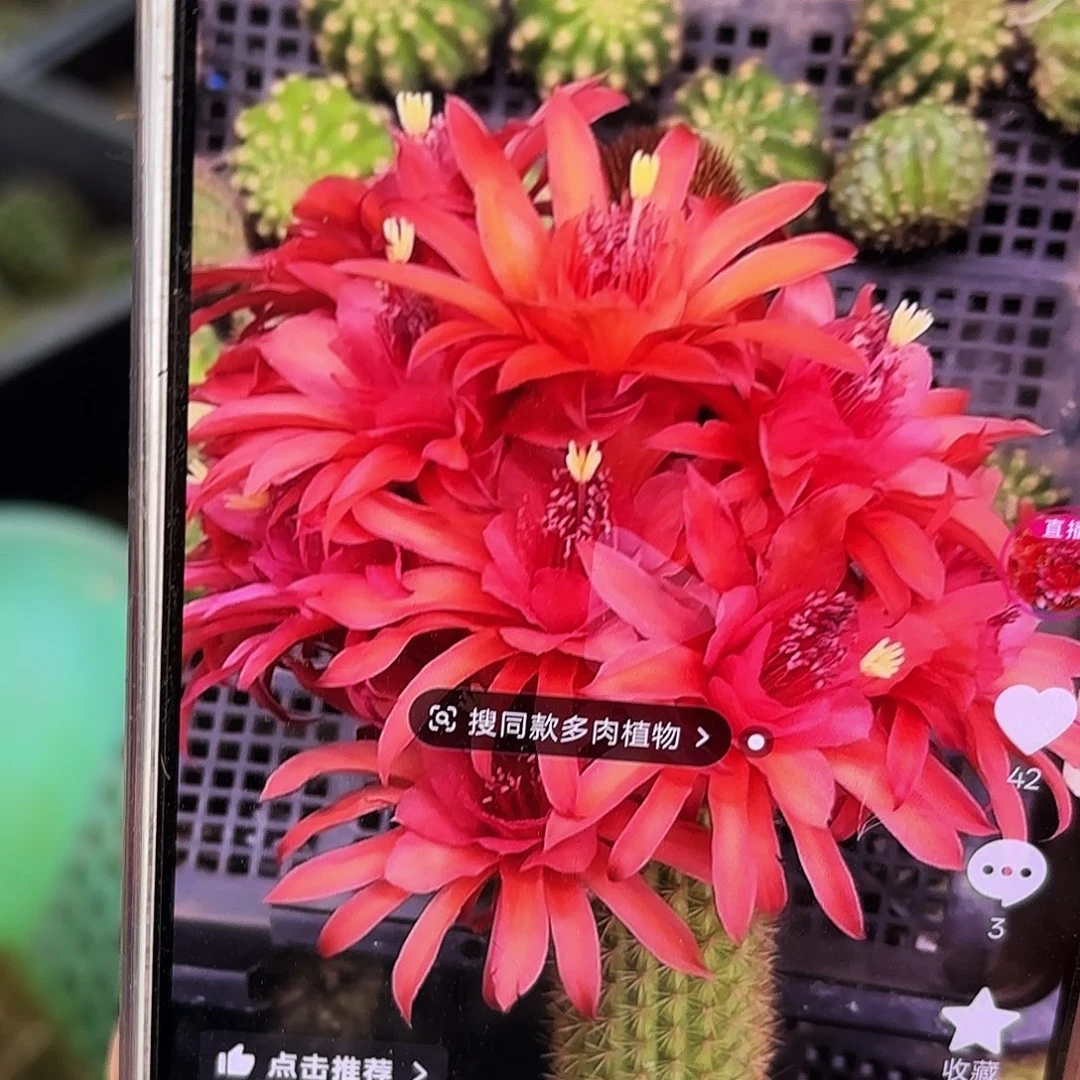 橙金妞无根侧牙侧牙20包邮仙人球10