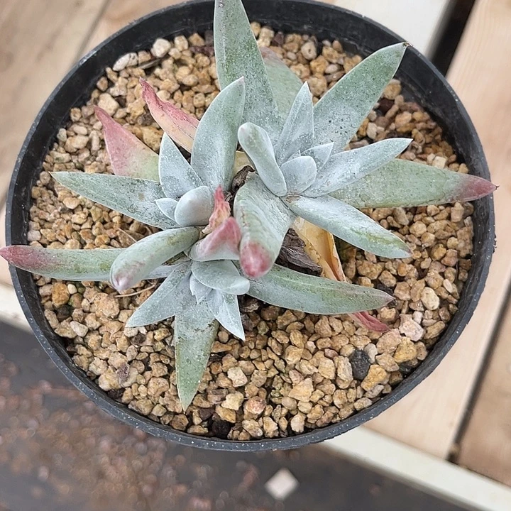 仙女杯除霜寄养，郑