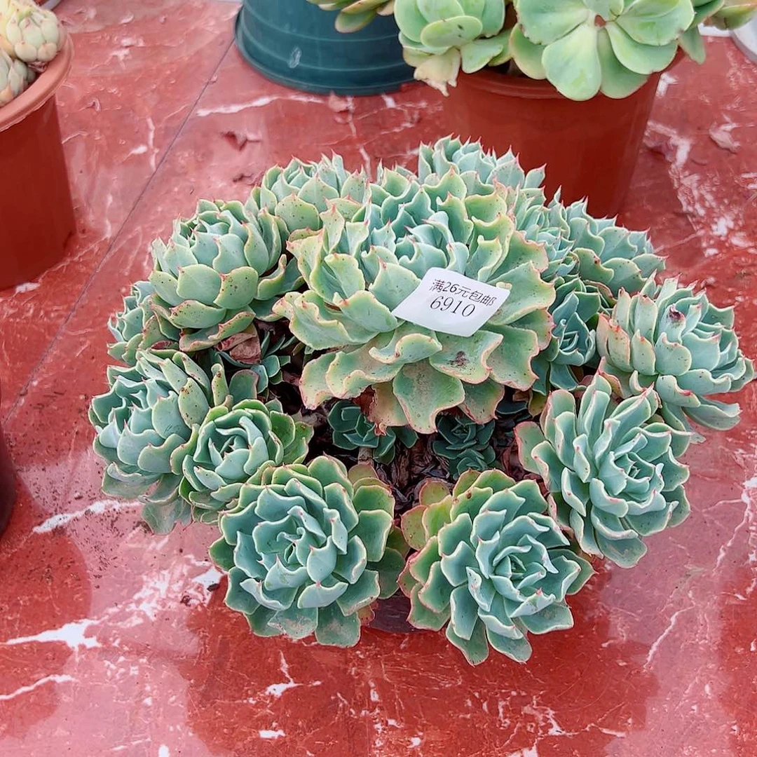 6910海啸多肉植物