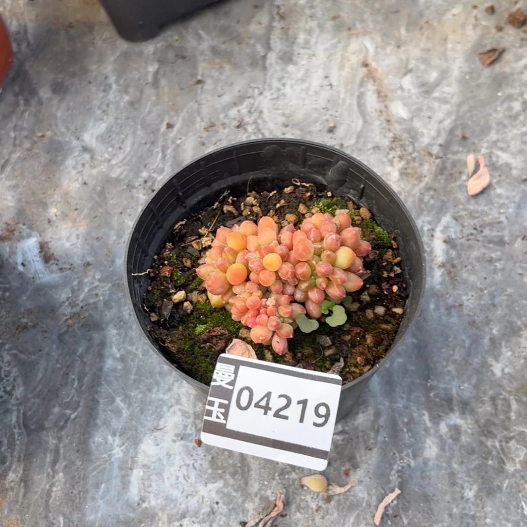 千代田缀多肉植物04219