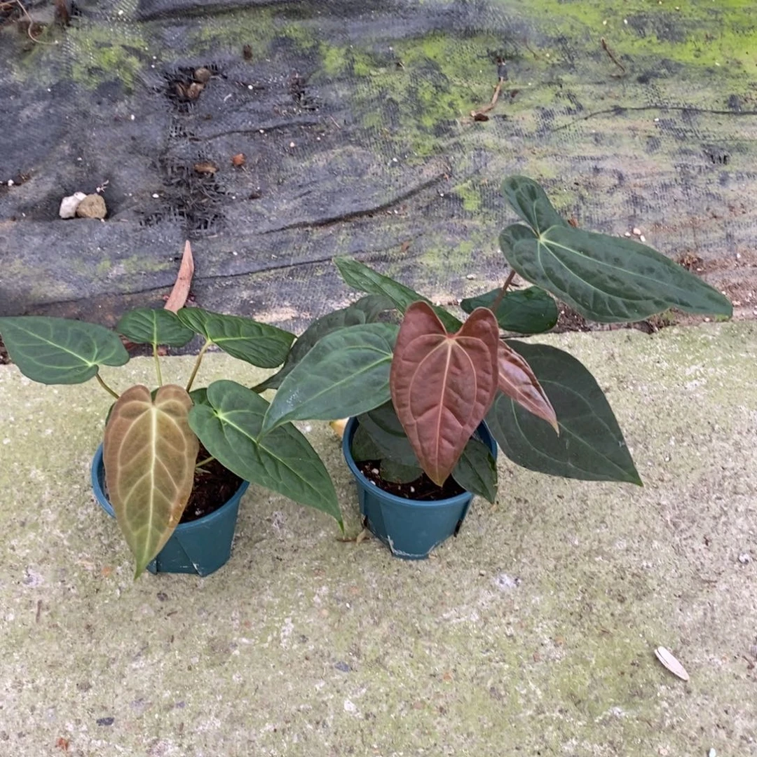 不开花植物7978 黑丝绒杂印尼黑桃+不知名（不售后