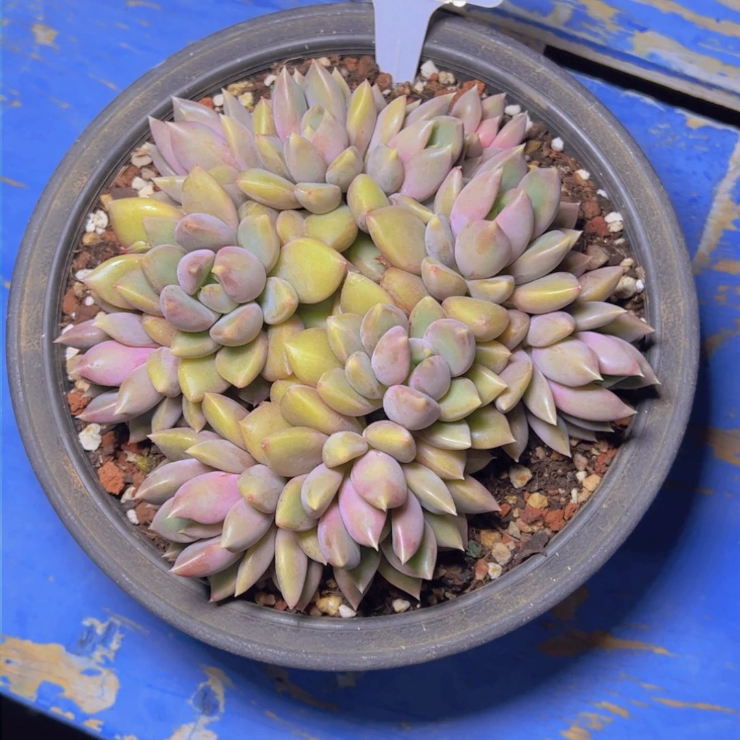 梦*象牙1662多肉植物寄养